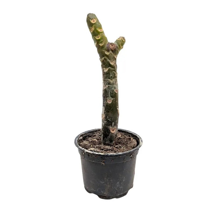 Plumeria Elsie - Ramificata