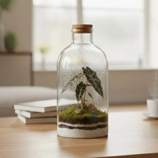 Mini Alocasia Polly pianta - vista ravvicinata del fogliame decorativo