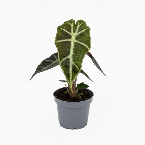Mini Alocasia Polly - pianta da interno con foglie verdi e venature chiare in vaso