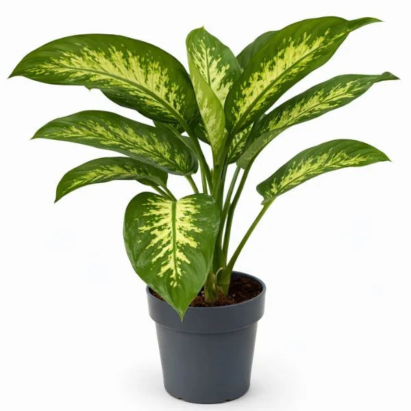 Dieffenbachia Tropic Snow - pianta da interno con foglie variegate in vaso
