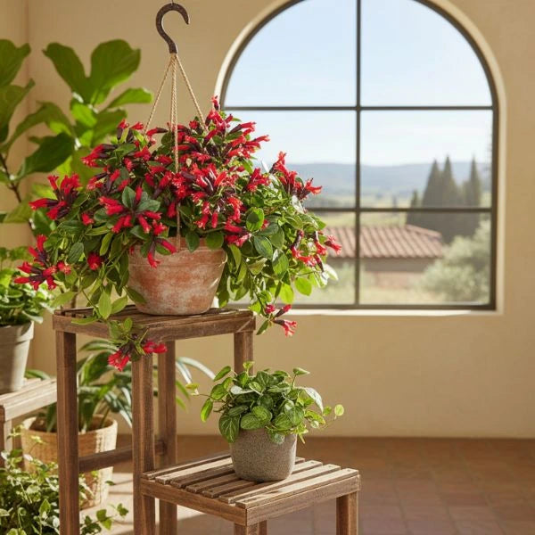 Aeschynanthus mona lisa D.20 cm