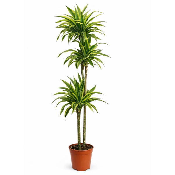 Dracaena citron vert D.27 cm
