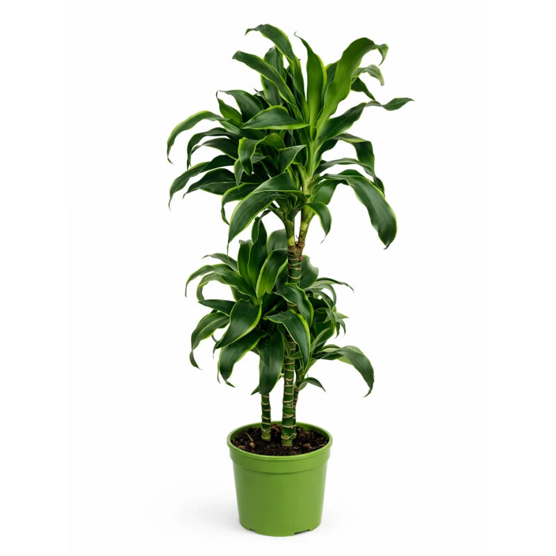 DRACAENA DORADO D.21 Vase en plastique