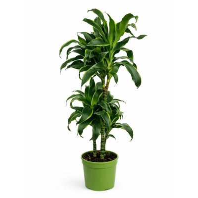 DRACAENA DORADO D.21 Plastic pot