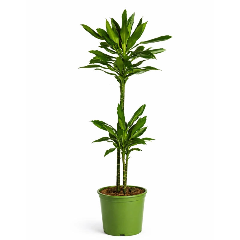 i Giardini di Giulia 
