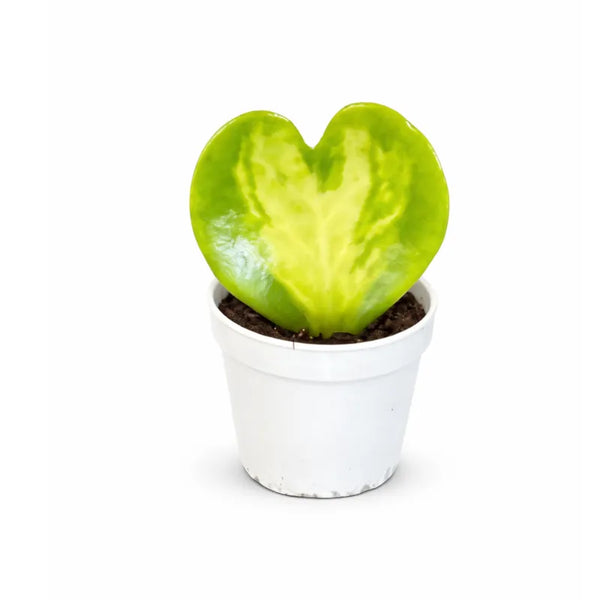 Hoya kerrii panachée à feuille unique D5,5 cm