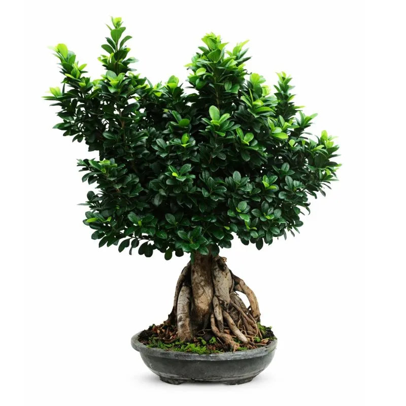 Bonsai ginseng 5000 GR