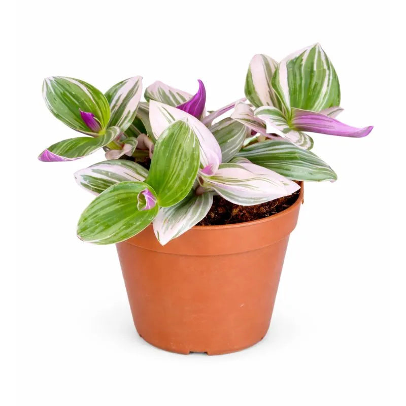 Tradescantia Nanouk - pianta da interno con foglie rosa, verde e viola in vaso D.14 cm