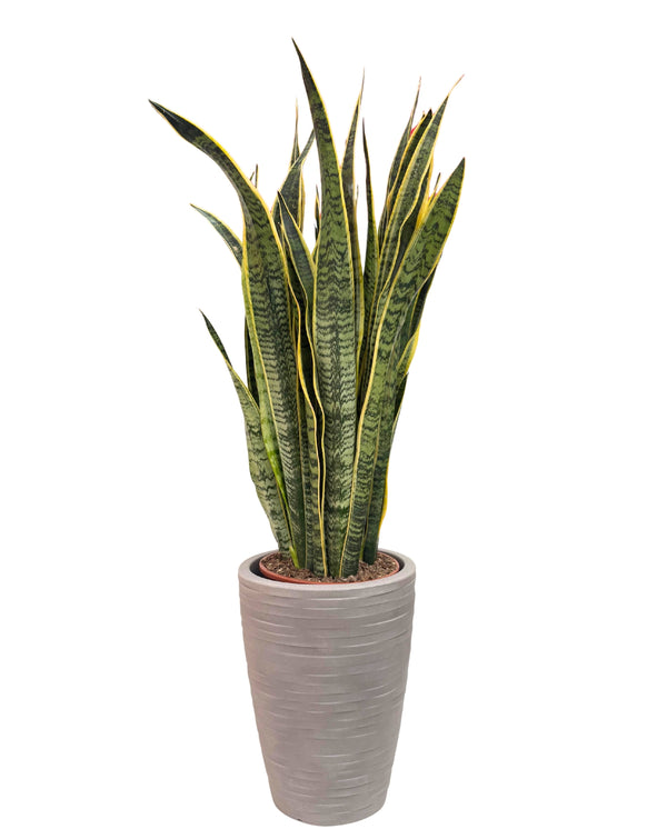 Sansevieria Laurentii en pot Ø 30 cm