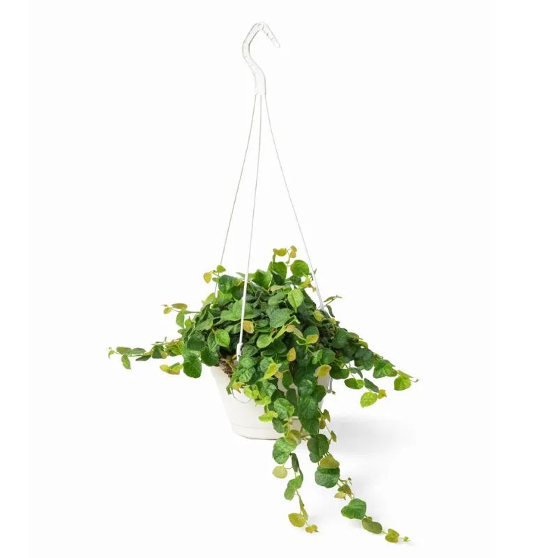 Ficus pumila vert en pot panier D.19 H.50 cm
