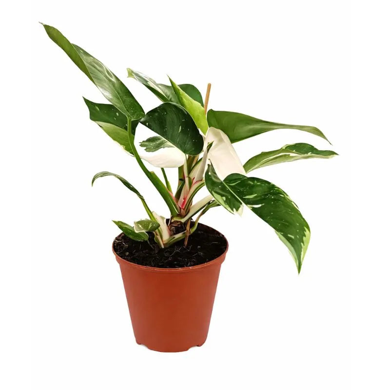 Philodendron White Princess D.14 H.32 cm