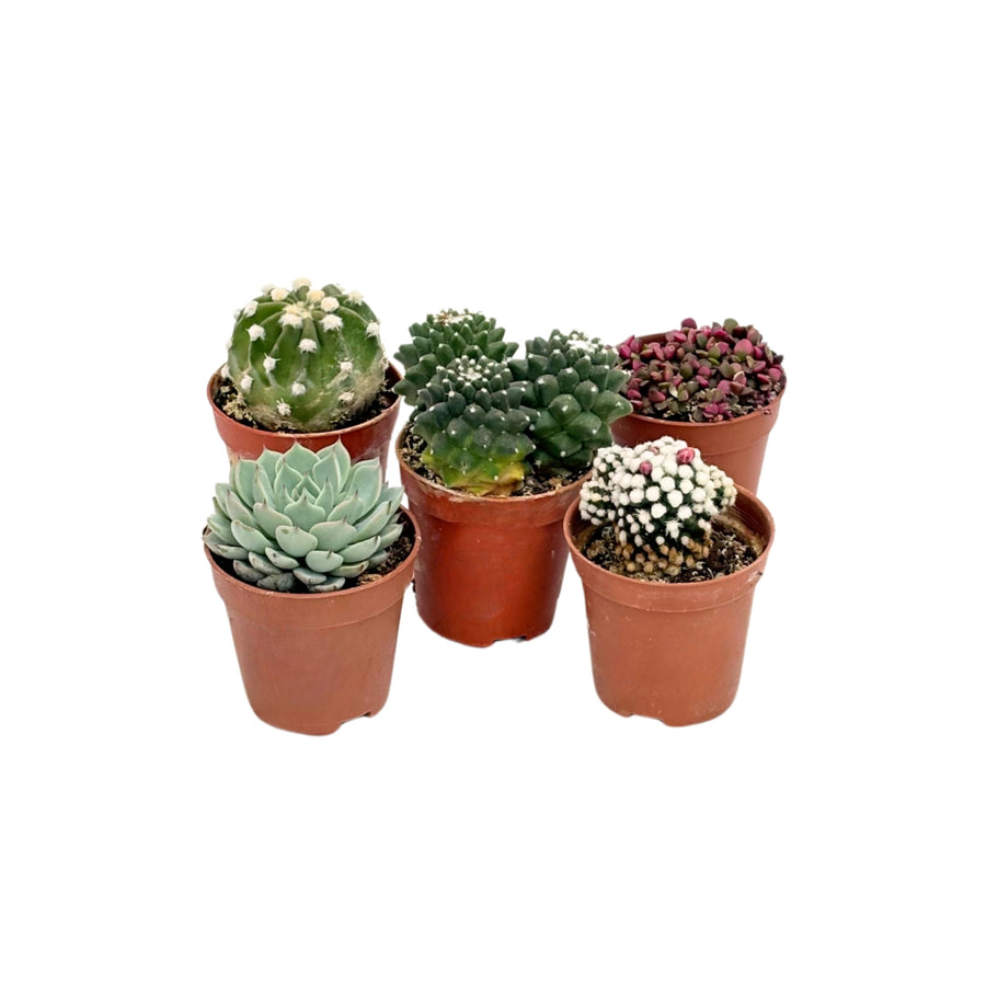 Piante succulente mix - Vaso D. 5.5 cm con diverse varietà colorate