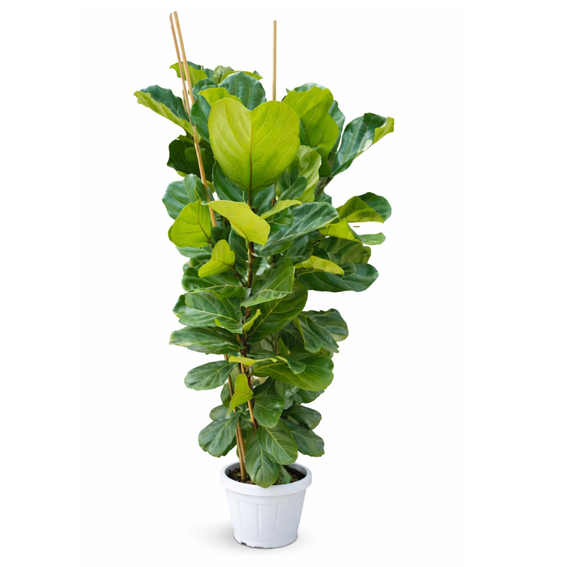 Ficus lyrata D.30 cm