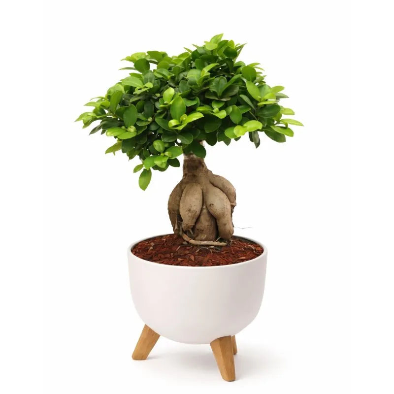 BONSAI F. GINSENG 1000 GR IN VASO ROMA D. 29 H. 60 CM