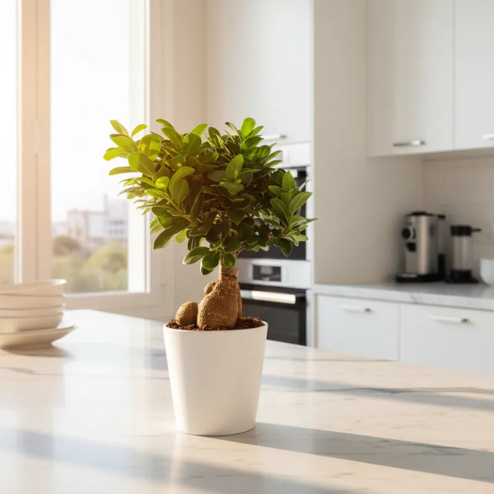 Bonsaï Ficus Ginseng dans un pot en céramique Dallas, hauteur de la plante 40 cm