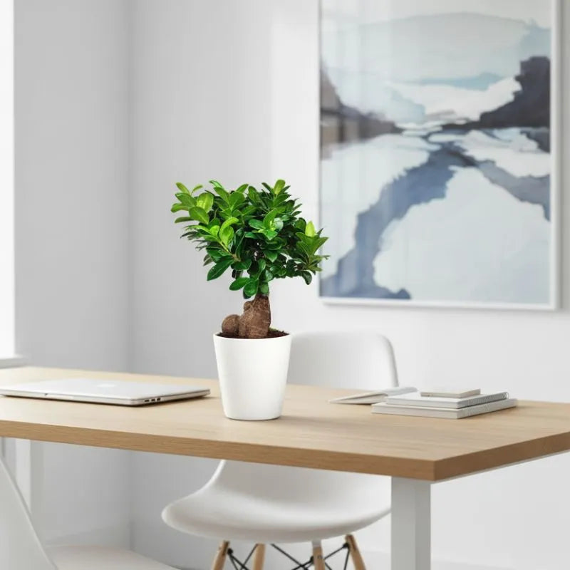 Bonsaï Ficus Ginseng dans un pot en céramique Dallas, hauteur de la plante 40 cm