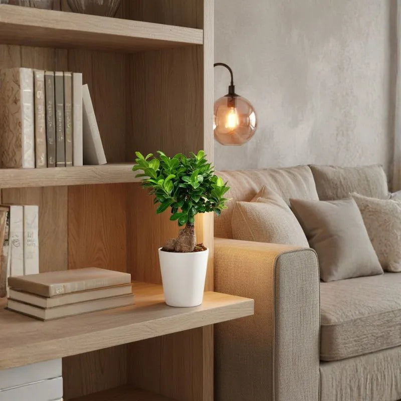 Bonsaï Ficus Ginseng dans un pot en céramique Dallas, hauteur de la plante 40 cm
