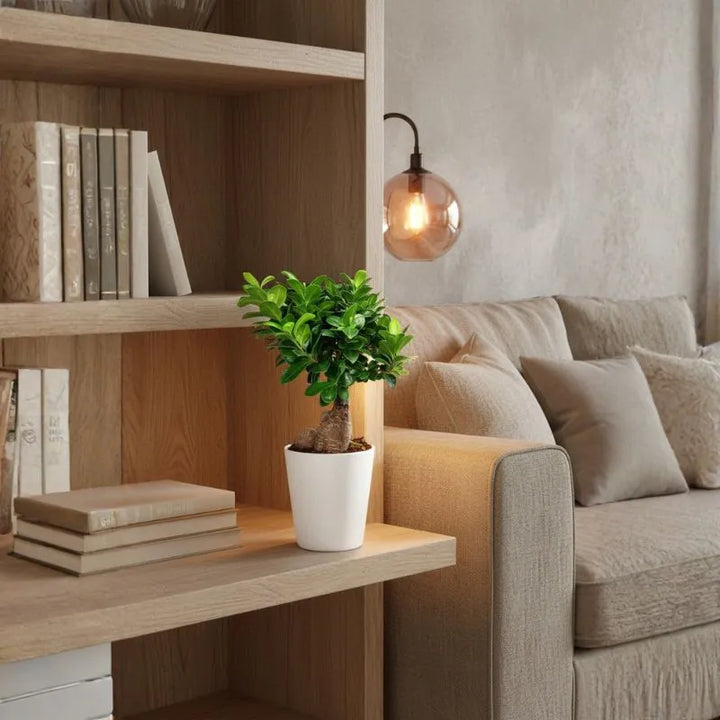 Bonsaï Ficus Ginseng dans un pot en céramique Dallas, hauteur de la plante 40 cm