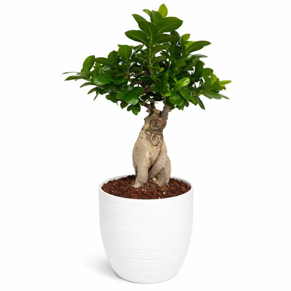 Bonsaï Ficus Ginseng - Hauteur de la plante : 40 cm, pot en céramique « Bergamo »