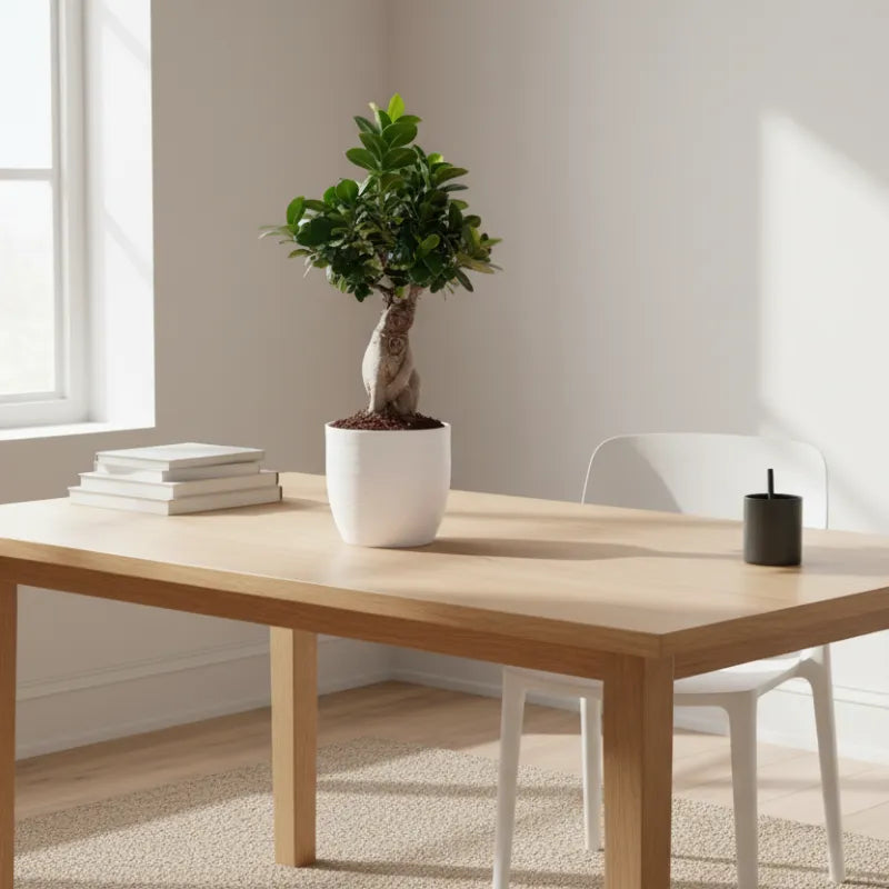 Bonsaï Ficus Ginseng - Hauteur de la plante : 40 cm, pot en céramique « Bergamo »