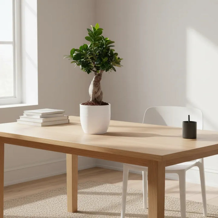 Bonsaï Ficus Ginseng - Hauteur de la plante : 40 cm, pot en céramique « Bergamo »
