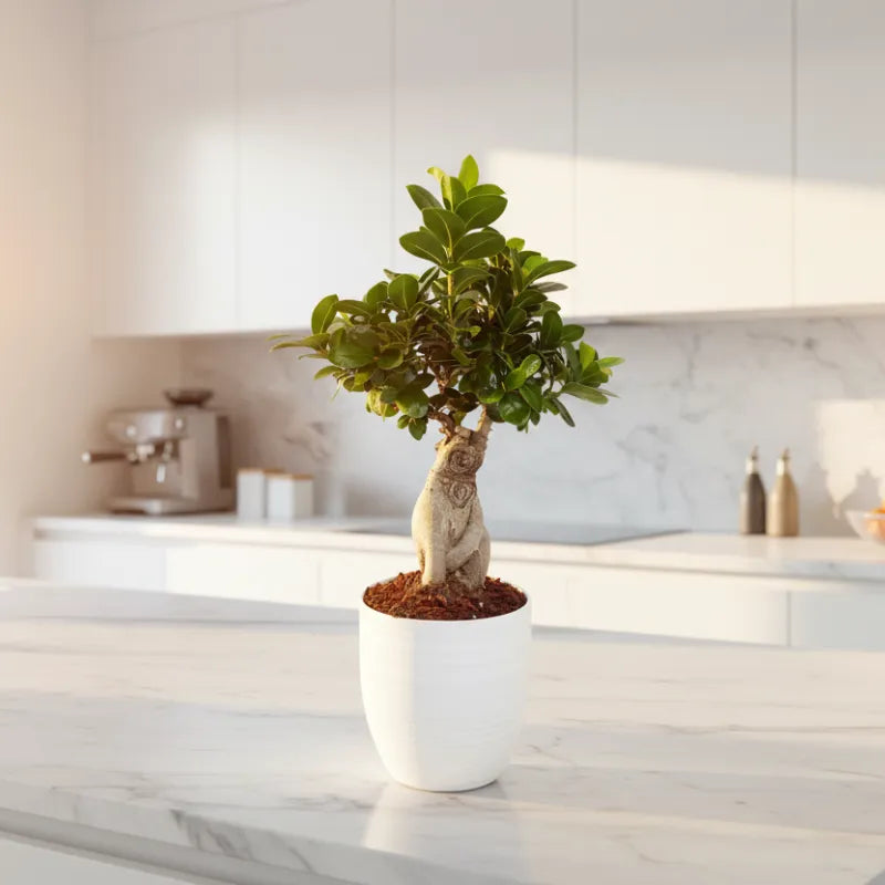 Bonsaï Ficus Ginseng - Hauteur de la plante : 40 cm, pot en céramique « Bergamo »