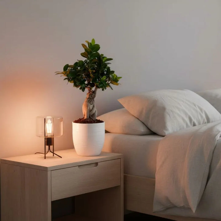 Bonsaï Ficus Ginseng - Hauteur de la plante : 40 cm, pot en céramique « Bergamo »