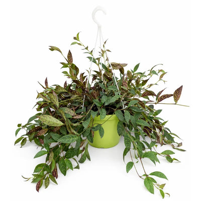 Aeschynanthus marmorata D.20 H.40 cm in basket