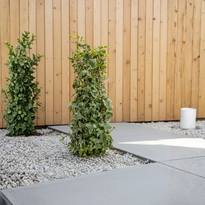 Edera (Hedera helix) colonnare D. 22 H.60 CM