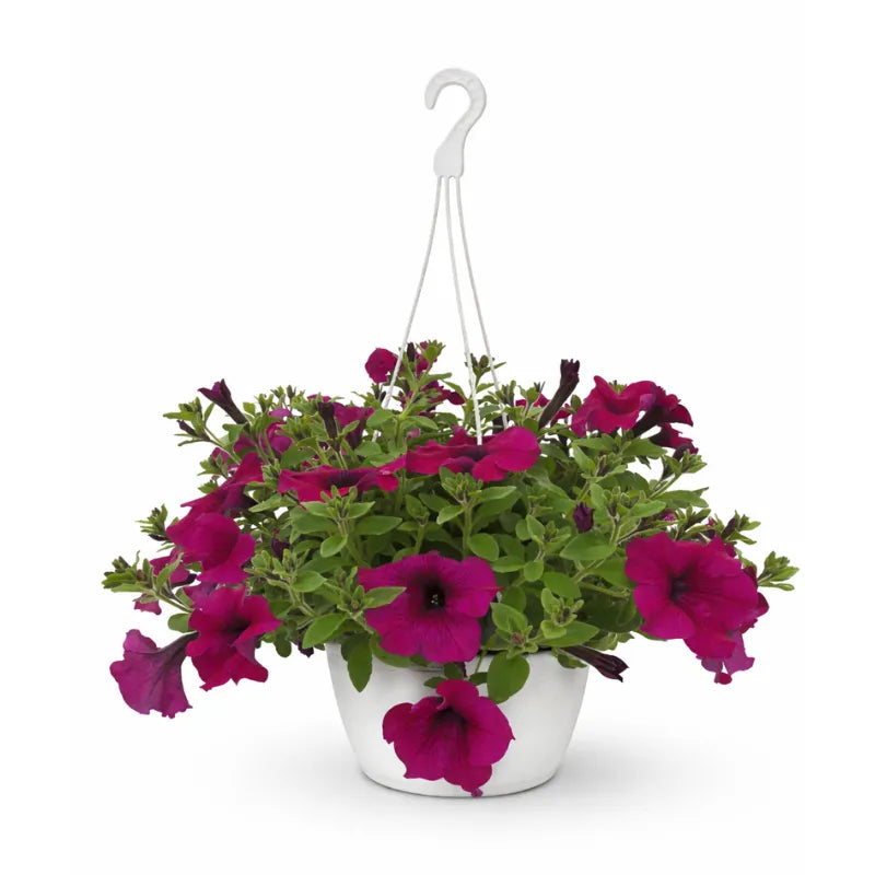 Potunia in vaso basket D.17 - Pianta fiorita con fiori rosa vivaci in primo piano