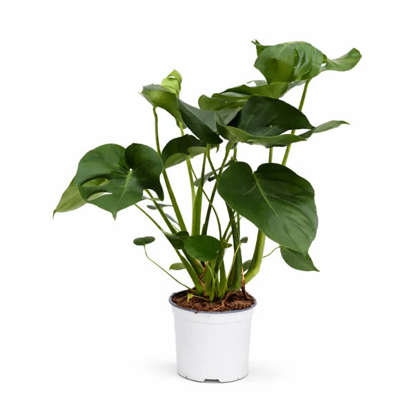 Monstera deliciosa D.19 H.60 cm
