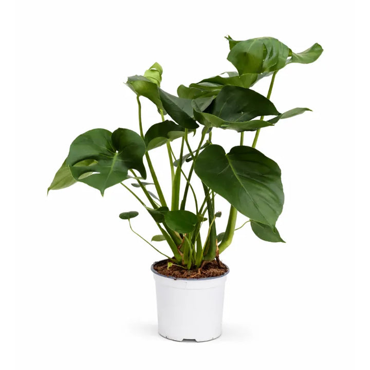 Monstera deliciosa D.19 H.60 cm