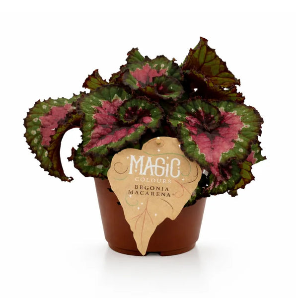 Begonia blad Magic Colours Mac D.12 cm