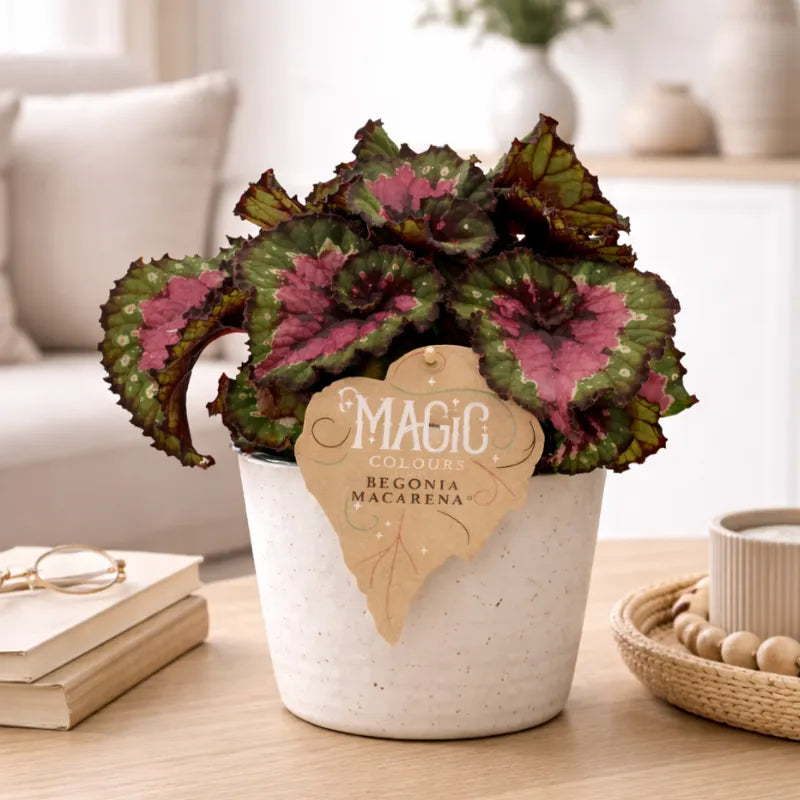 Begonia blad Magic Colours - Dettaglio delle foglie con pattern unici