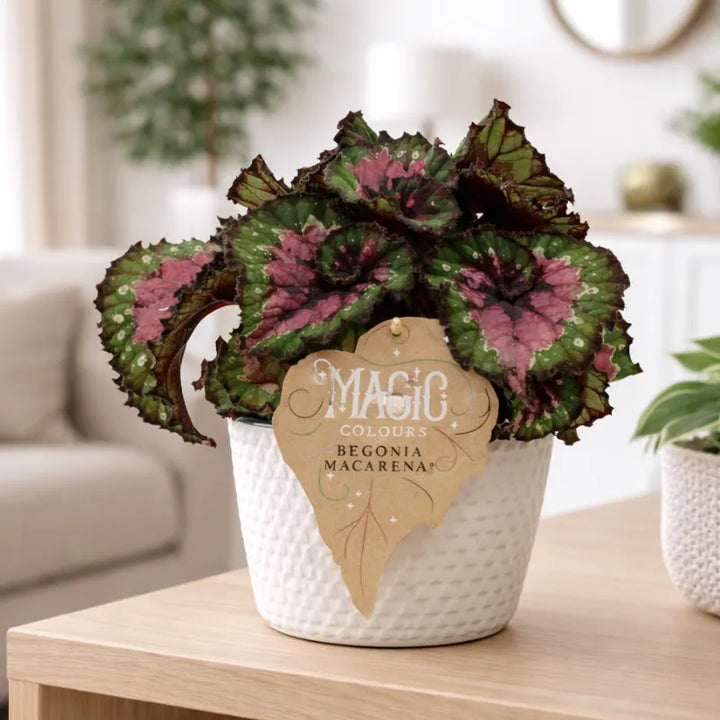 Begonia Magic Colours Mac - Vista dall'alto della pianta in vaso