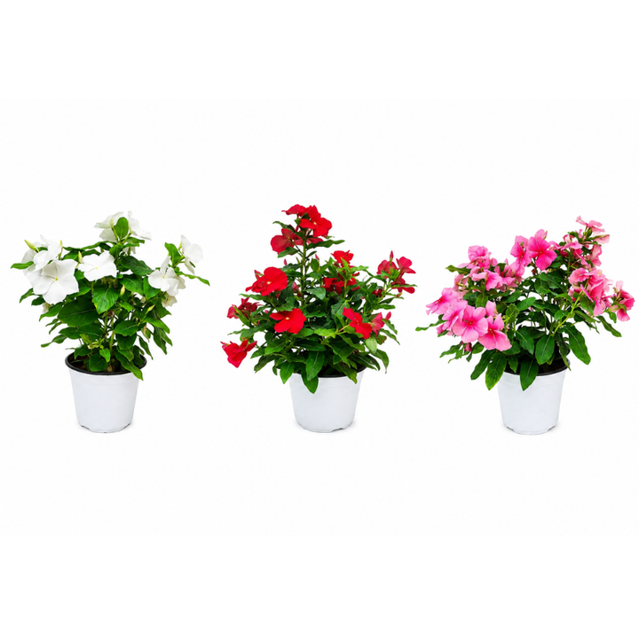 Vinca eretta diametro D.14 H.30cm
