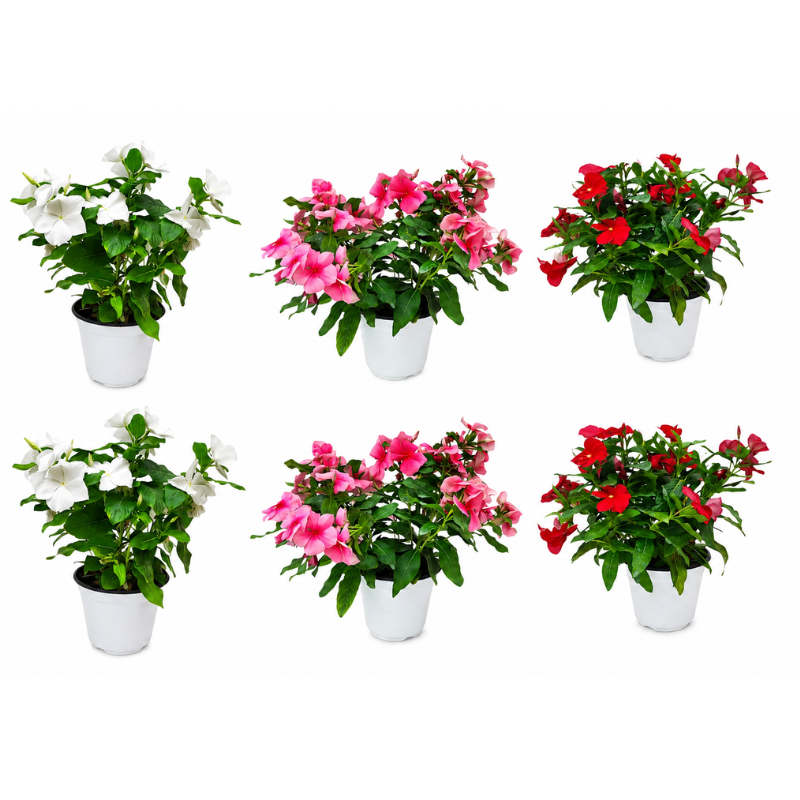 Vinca eretta diametro D.14 H.30cm