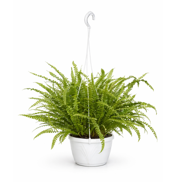 Felce Cordifolia Duffy D.18 - pianta da interno con fronde verdi e cascanti