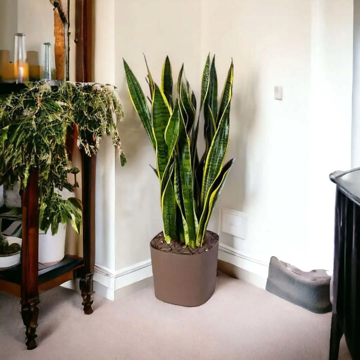 Sansevieria Laurentii 80 cm in vaso, ideale per purificare l'aria in ufficio