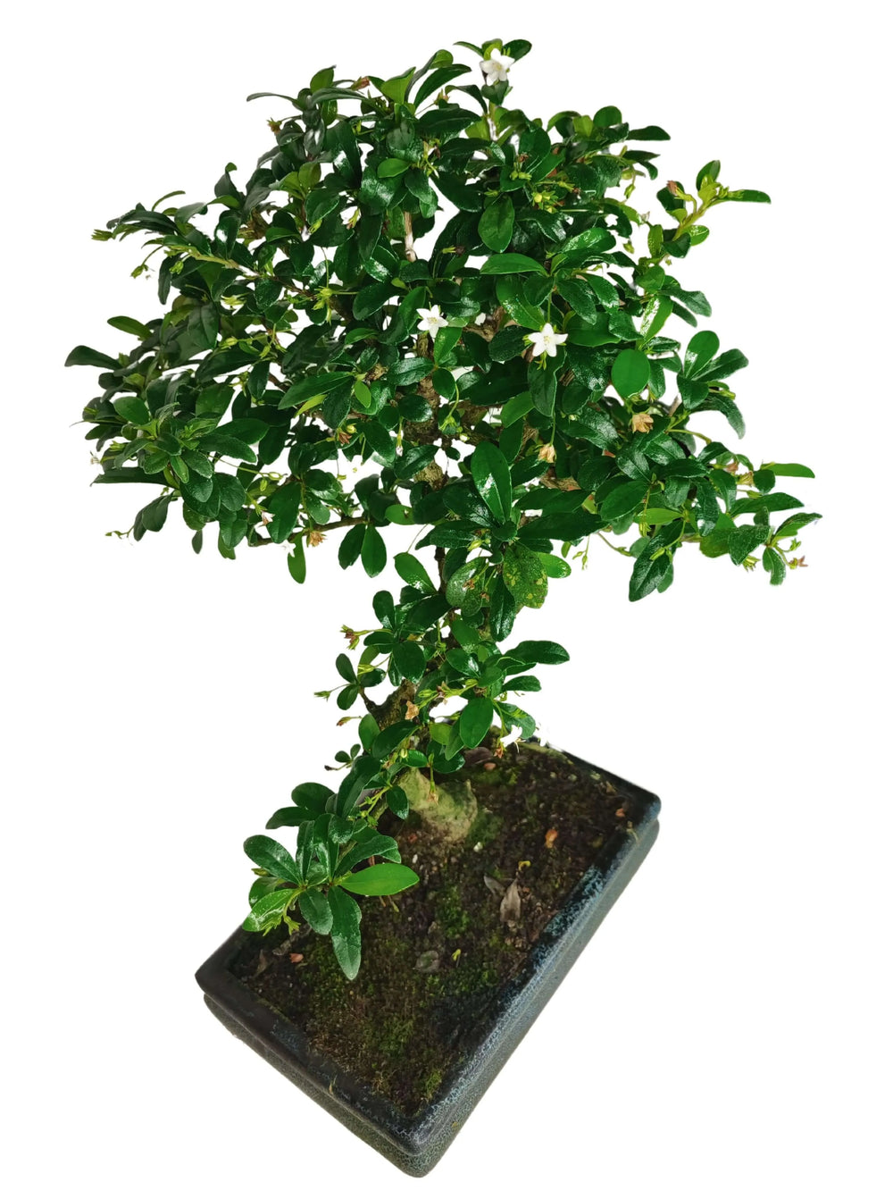 Bonsai Carmona S Shape in vaso, dettaglio tronco e foglie lucide