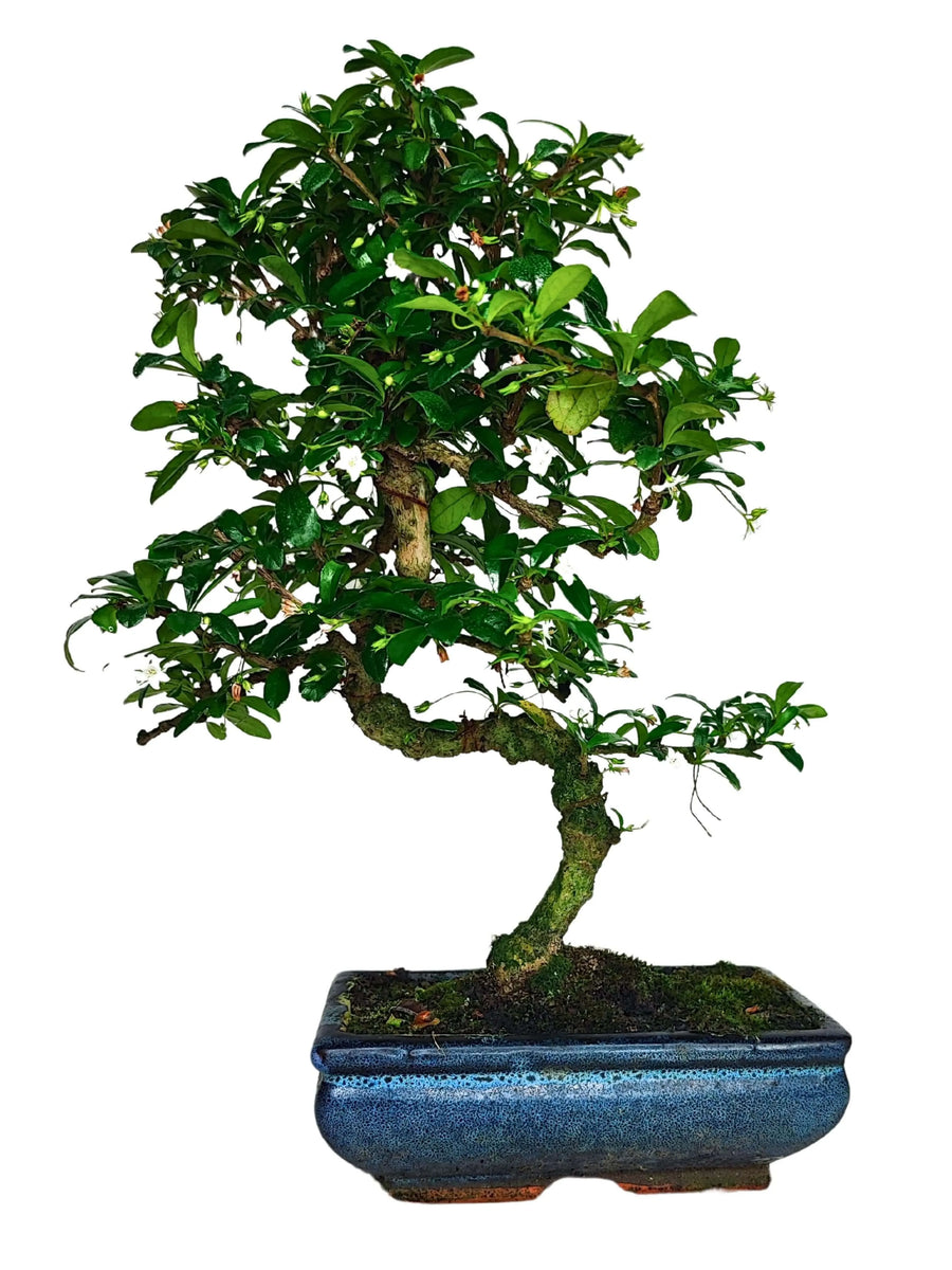 Bonsai Carmona S Shape 40 cm in vaso di ceramica - vista frontale