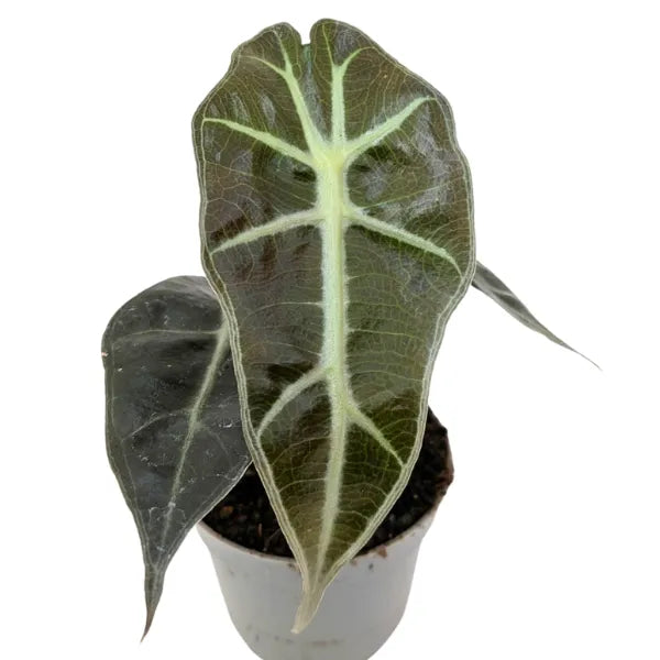 Mini Alocasia - dettaglio delle foglie con venature marcate e lucide