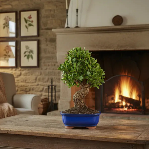 Bonsai 12 anni Quercus suber - Collezione Premium