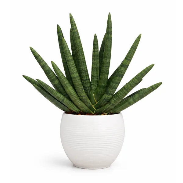 Sansevieria swasdi in vaso Manacor 22 cm