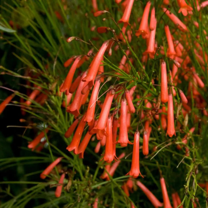 Primo piano della Russelia equisetiformis con abbondanti fiori tubolari rossi e sottili rami verdi ricadenti, ideale per giardini mediterranei e terrazzi soleggiati.