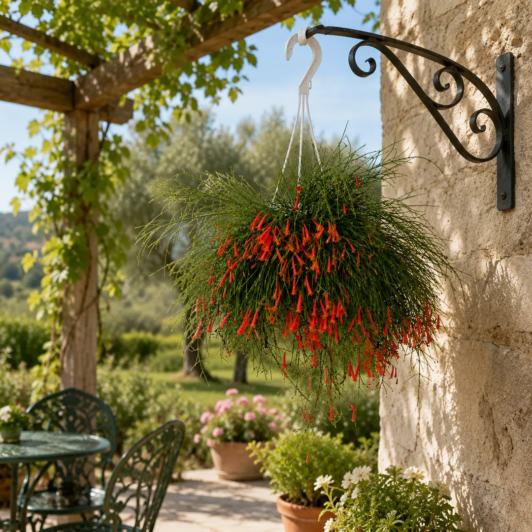 Cesto sospeso di Russelia fiorita con lunghi rami ricadenti e fiori rossi tubolari, inserito in un elegante giardino mediterraneo con pergolato.