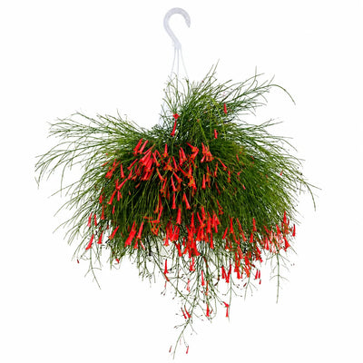Russelia in basket D. 17 H. 40 CM