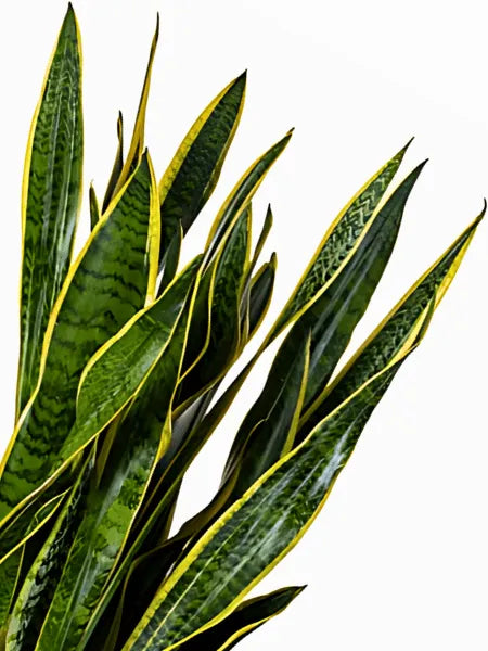 Sansevieria Laurentii - dettaglio foglie con bordi dorati e striature verdi