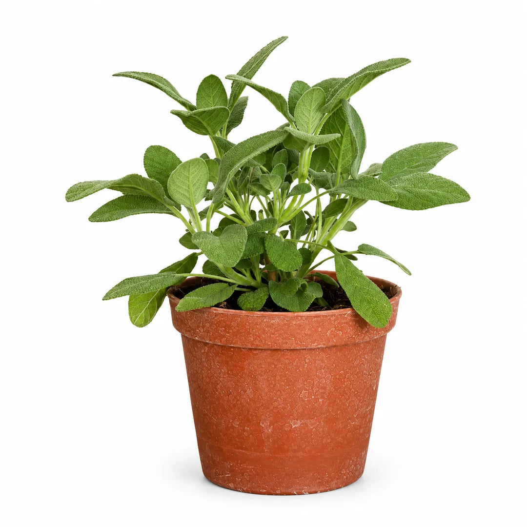 Pianta di Salvia Maxima in vaso da coltivazione, con foglie verdi aromatiche su sfondo bianco