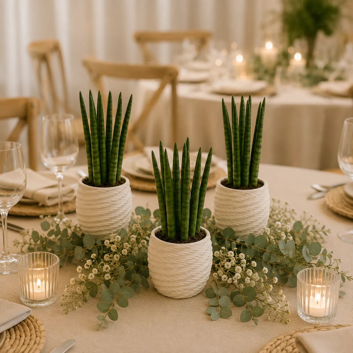 Composizione di Sansevieria Cylindrica in piccoli vasi bianchi utilizzata come centrotavola elegante per matrimonio o cena raffinata.